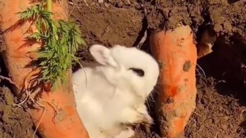 Cute little rabbits