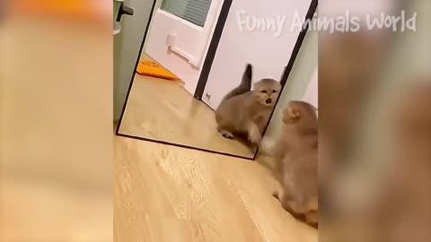 Funny cat video