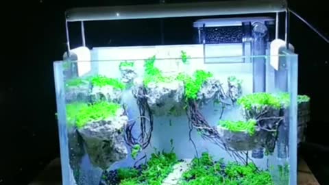 Mini aquarium DIY landscaping