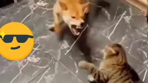 cat vs dog fight