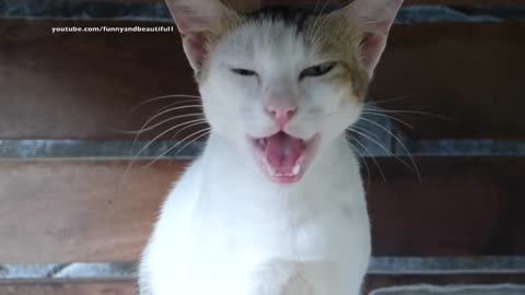 Cat meowing very loudly - very beautiful Cat