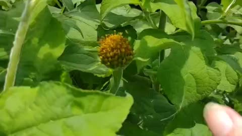 HOW TO SAVE SEEDS FROM MEXICAN SUNFLOWERS