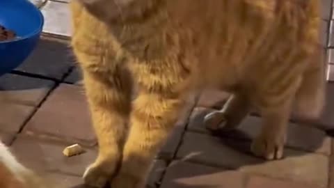 Funny cats video