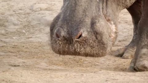 Hippo vs Lion Clan | Natural World | BBC Earth