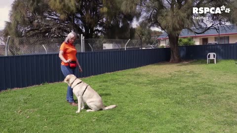 Dog training video Traineding video for dog house