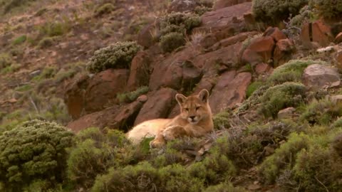 Lions is King But Fail! Mother Bear Save Her Baby From Puma Hunting, Giraffe vs Lions