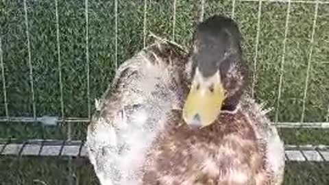 grey mallard duck