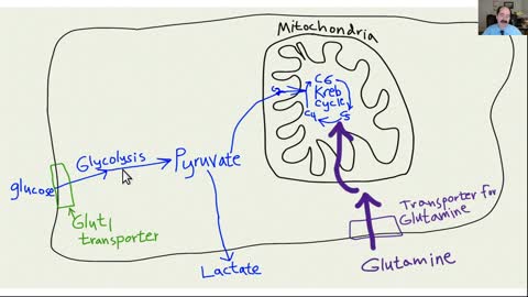 Why does platelet activation increase cancer?