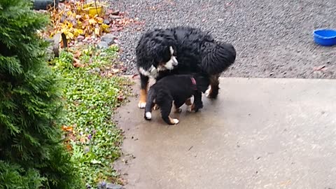 Bernese mountain puppies