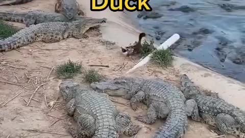 Crocodile vs Duck video