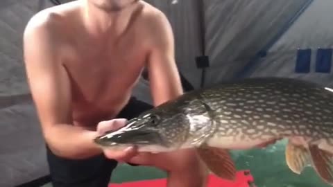 4M likes on the video in tiktok fish hunting