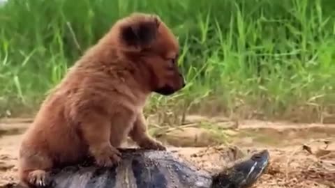 A dog on the back of a turtle