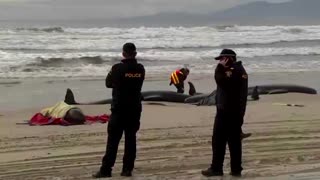 Hundreds of pilot whales stranded in Tasmania