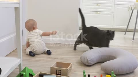 Baby trying to catch a cat to play with him, cute little baby boy having fun exploring