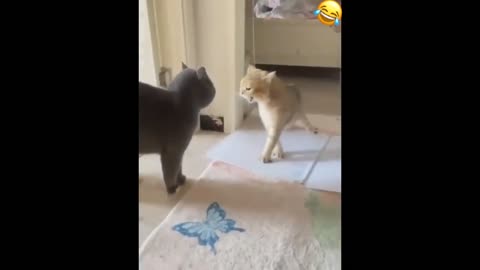 Funny cat video's 😂🐶🐈🐾