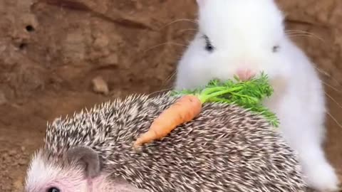 Funny rabbit and pet.