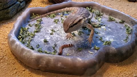 Bearded Dragon In The Car And Swimming