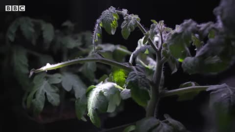 How do you grow plants in space? | BBC News