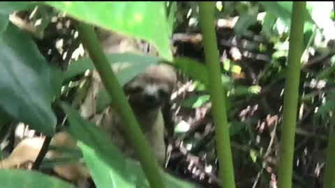 Three Toed Sloth Mating Contest