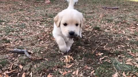 Puppy Playtime 4 week old Golden Retrievers