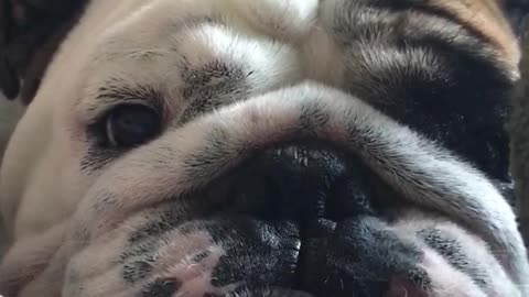 English Bulldog delivers flawless Ewok impression