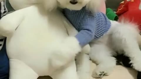 Amazing dog baby cute video