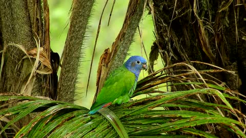 One of the most beautiful parrots in the world😻❤