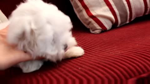 11 Week old Fanfare Maltese Puppy