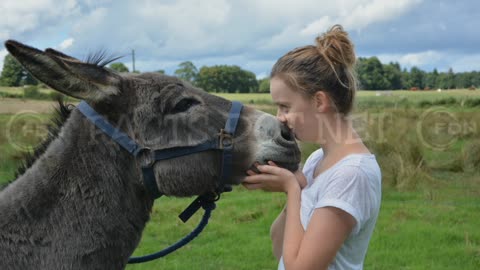 Did you know? kissing a donkey would take away the pain of a toothache?