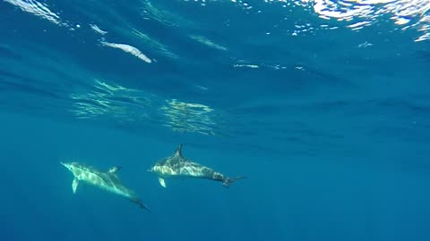 Dolphins Swimming in Open Ocean