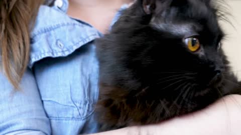 Big black maine coon cat portrait in the arms of her owner