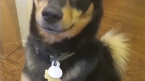 My dog is super ticklish watch