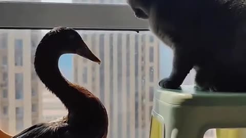 "How a Cat and Duck Became BFFs: A Quacking Tale of Friendship! Funny fight