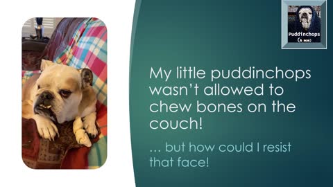 No guilt whatsoever! English Bulldog needs to be comfortable when he's eating...