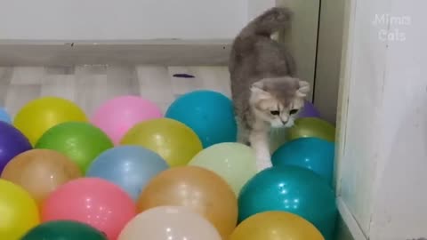 Cats vs Big Water Balloons | Test Cats IQ 😂