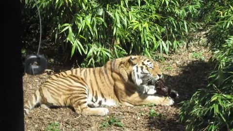 tiger having a meal