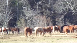 Horses In Field