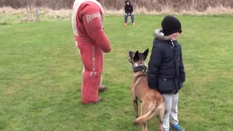 personal / family protection dog training K9 LENIN 1:11