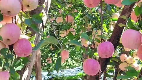 Apples in autumn