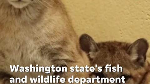 Orphan puma cubs arrive at their new home