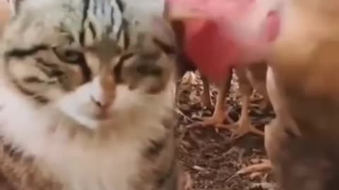 Funny animals video best dog and cat😀2023