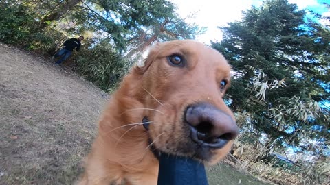 Dog Runs Around Yard With Camera