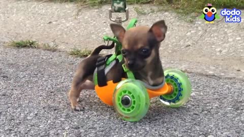 Little Dog With No Front Legs Gets The Tiniest Set of Wheels _ Animal Videos For Kids _ Dodo Kids