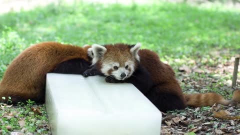 red panda