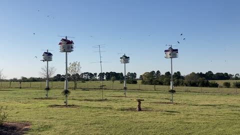 Camp David Pecans' Purple Martin Colony