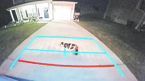 Rolling Cat Blocks Truck Reversing