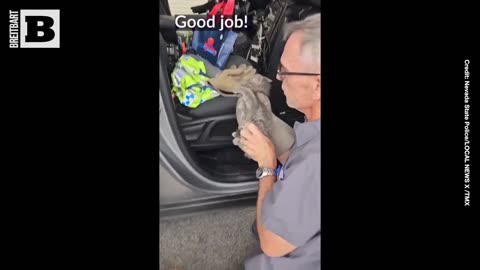 Nevada State Trooper Saves Tiny Kitty from Las Vegas Highway