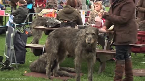 Largest Dogs in the World