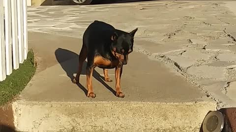 A man encourages his dog to go down the stairs