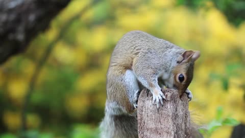 squirrel in a wood eating seeds